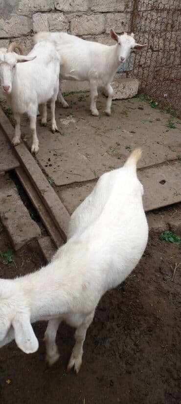 Inəklər, öküzlər: Məhsul: Ağ rəngli ev keçiləri (bir neçə baş) Xüsusiyyətlər: - Ağ yun — 10