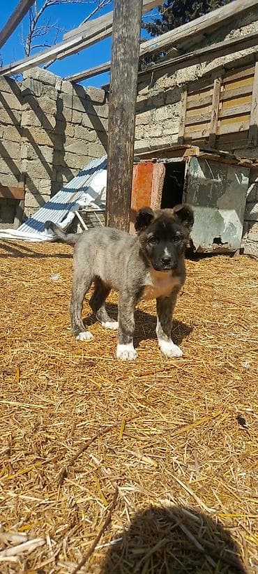 sibir itleri: Kanqal, 2 ay, Erkek, Peyvəndli, Ünvandan götürmə — 2