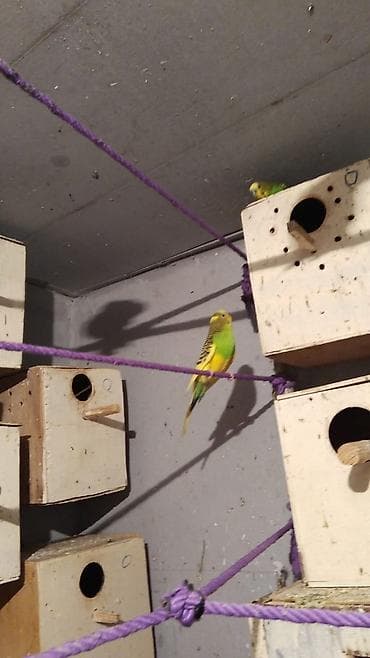 Dalğıç (budaqcıq) papağanları üçün yuvalama qutuları - Material: ağac