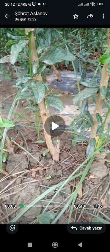 сколько стоит пальма в горшке: Salam 4 illik nar tingləri satılır gülövşə sort və donuz burnu — 5