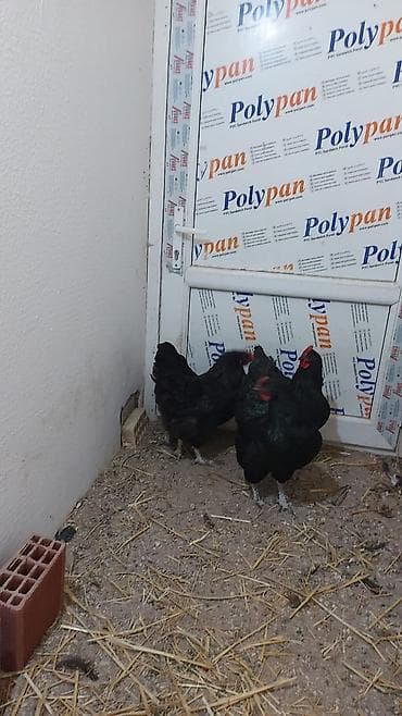 Toyuq, Australorp, Yumurtalıq