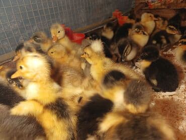 pinqivin ördək: Dişi, Damazlıq, Ünvandan götürmə, Pulsuz çatdırılma, Ödənişli çatdırılma — 3