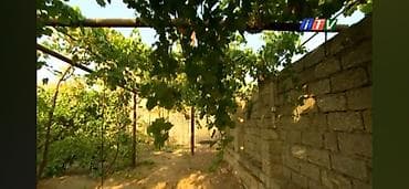 metlaq satisi: 🍇 ÜZÜM AĞACLARININ SATIŞI 🍇 Bağ salmaq istəyənlər üçün hazır və — 3