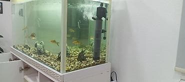 beyleqan sortu qoyun: Ünvan Yevlax şəhəri votsap aktivdir Böyük ölçülü akvarium dəsti - — 2