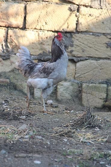 katibə quşu: Ameraukana xoruzu satılır. Təmiz cinsdir. Vaksin vurulub. Vitaminləri — 4