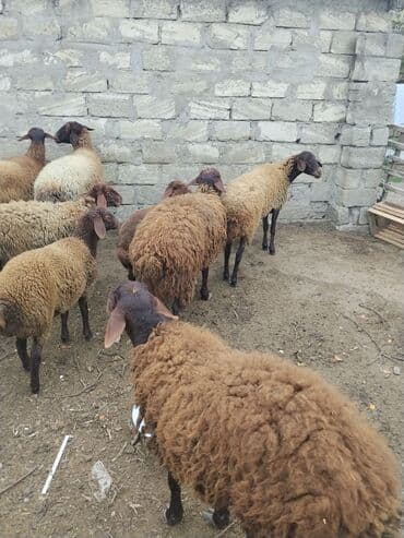 bmw 3 серия 328xi at: Erkək, Qala, il: 1, 70 kq — 16