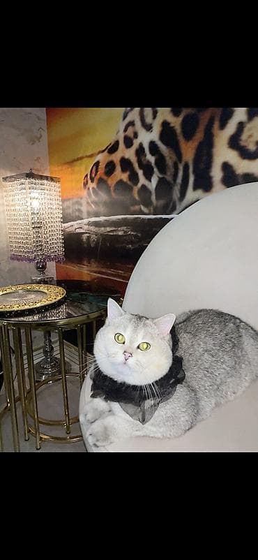 heyvanlar: Şinşilla, Erkək, Cütləşmə üçün — 5