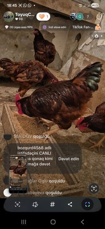 bakida cins ineklerin satisi: Курица, Для яиц — 10