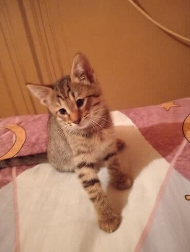 Britan, Dişi, Yaxşı əllərə, Ünvandan götürmə