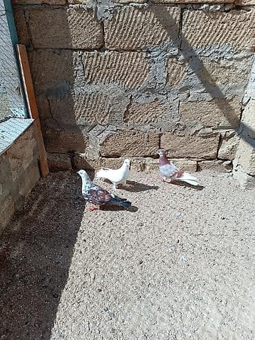 göyərçin satılır: Quşlar hamısı bir yerdə satılır. Tam sağlam normal uçan quşlardı — 4