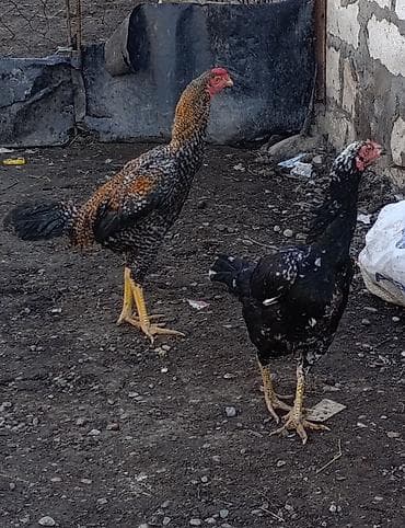 bulbul quşu: Xoruz, Heyratı, il: <1, Ödənişli çatdırılma — 1
