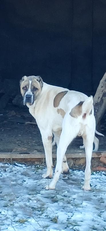 alabay iti satisi: Qurdbasar, 1 il, Erkek, Peyvəndli, Ödənişli çatdırılma — 3