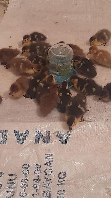 velikan dovsan satisi: Zümrüdü krasnadar 3günlük 5 m — 5