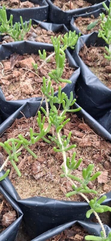 günəbaxan haqqinda məlumat: Məhsul: Dekorativ gül (sukkulent tipli, asma/sürünən) Təsvir: - — 6