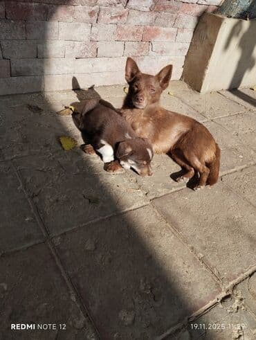 itlərin cütləşmə vaxtı: 2 ay, Dişi, Peyvəndli, Ünvandan götürmə — 1