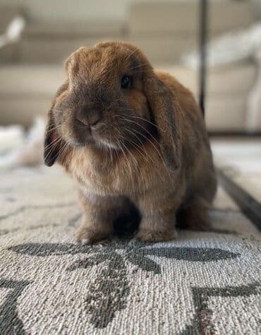 dovşan: Qulaqqı sallaq dovşanlar — 2