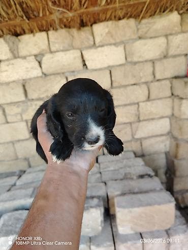 simmental danalarin satisi: 1 ay, Dişi, Cütləşmə üçün, Ünvandan götürmə — 4