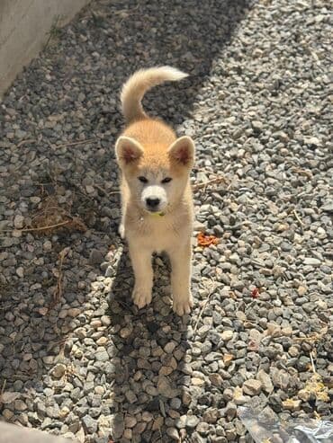 купить хаски щенка: Хаски, 3 месяца, Самка — 3