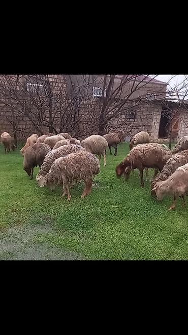 quzu qoyun: Salam tam saglam 31dene bogaz qoyun — 1