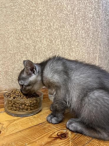 avcarka satisi: Temiz qan Oglandi 15.11.25 dogulub. Qum terbiyesi yeme oyredilib. Oz — 2