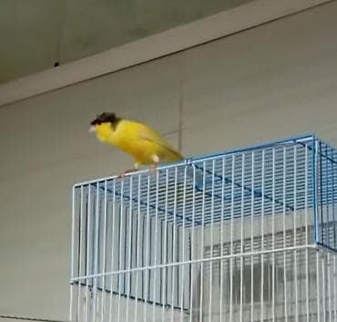 hind quşu baximi: Bülbül ərkək fevralda 1 yaşı oldu oxyur seçilmiş damazliq quşdu Sarı — 6