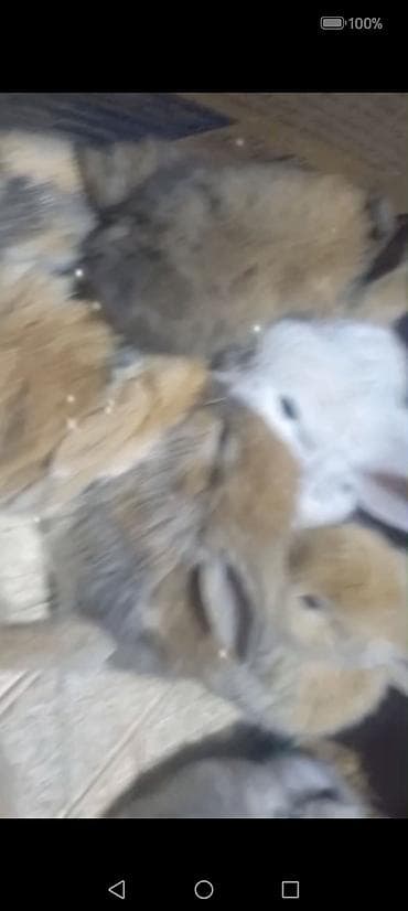 Akvariumlar: Cins ve yerli dovşan balalari. Böyuyen ve boyumeyen. Tek ve top — 5