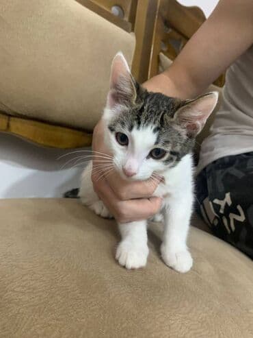 pulsuz pişiklər: Pulsuz çatdırılma — 3