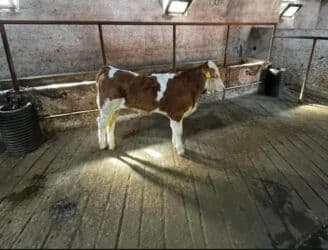 cins ineklerin satisi: Məhsul: Dana (ibridləşdirilmiş ətlik istiqamət) - Cins tipi — 2