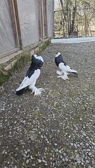 qafqaz çoban iti: Pomerian dutular hazır cütdü hal hazirda yumurta üsdündə oturullar hər — 4