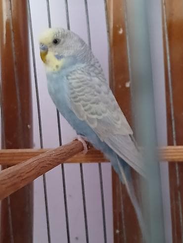 tutu quşu: Cut Rainbos satlır.Qefes qarlslq.Cute dusubler — 5