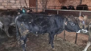 Другие с/х животные: Salam Goranboy rayonunda 5 ədəd bordag erkək dana satilir . Danalara 5 — 6