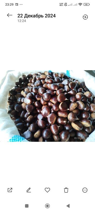 дистиллированная вода баку: Şabalıd – təbii, iri dənəli - Növ: yeməli şabalıd (Castanea sativa) - — 3