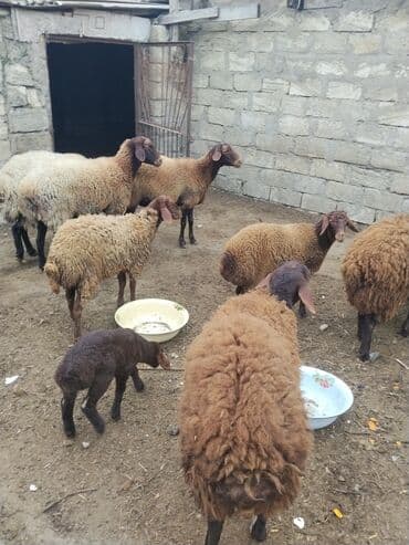 bmw 3 серия 328xi at: Erkək, Qala, il: 1, 70 kq — 12