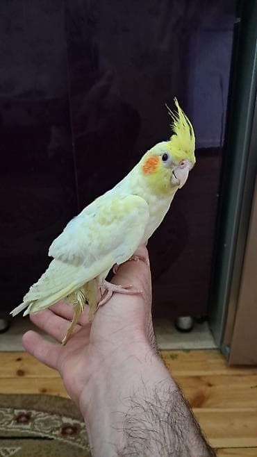 bildircin satisi: Salam, 2 və 5 ayıığ erkək Karella quşlar satılır, quşlar əl quşudu — 3
