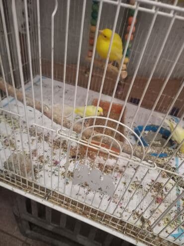 amadin yuvası: Erkeyler 1 eded 70m ela oxuyurlar — 1