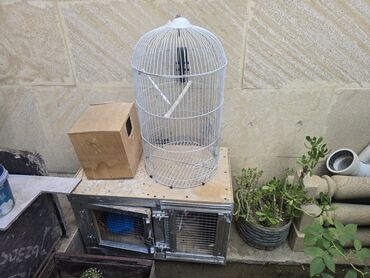 Quşlar üçün nəzərdə tutulmuş metal qəfəs, evcil quşların saxlanması