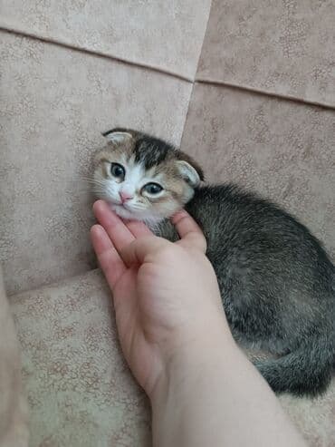 Digər heyvanlar: Şotland — 5