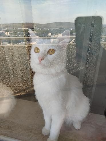 it ucun qurd dermani: Təmiz türk anqor dişi 11 aylıq qurd dərmanı bit birə dərmanı olunub — 1