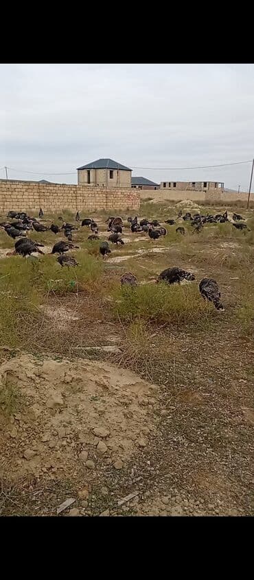 Erkək, Ətlik lalafo.az -da Erkək, Ətlik