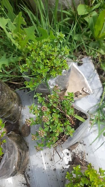 helba bitkisi faydaları: Kəklik otu şitilləri. Gədəbəy kaklikotu şitilləri. İstəyən əlaqə — 2