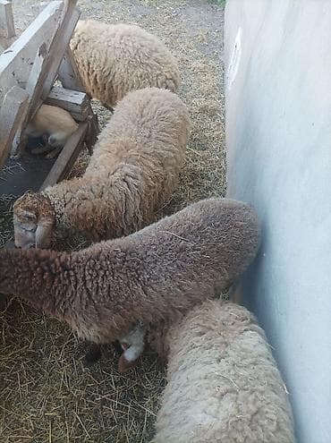 1 kg. 10 azn. bazar qiymətindən ucuz quzu satlllr 4 aylk Məhsulun lalafo.az -da 1 kg. 10 azn. bazar qiymətindən ucuz quzu satlllr 4 aylk Məhsulun