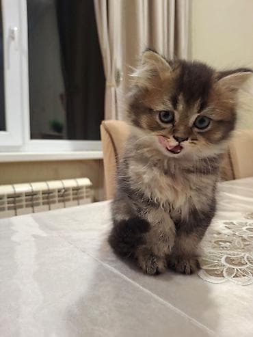 Digər heyvanlar: Britan, Dişi — 3