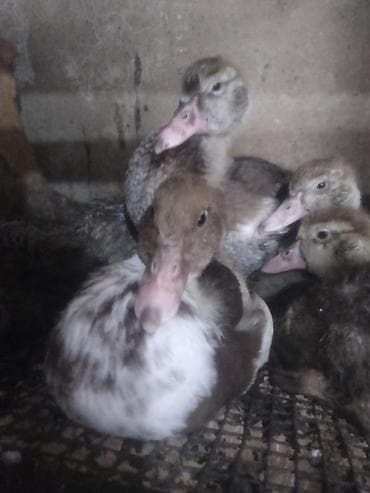 yaşılbaş ordək: Lal ördək — 1