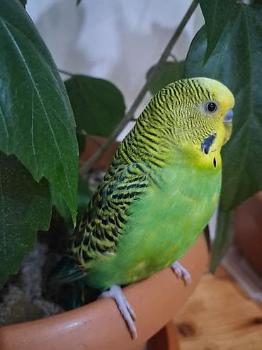 avçarka bala: Məhsul: Dalmatian naxışlı yaşıl-sarı büdcərigar (dalmatin/quşcığaz – — 5