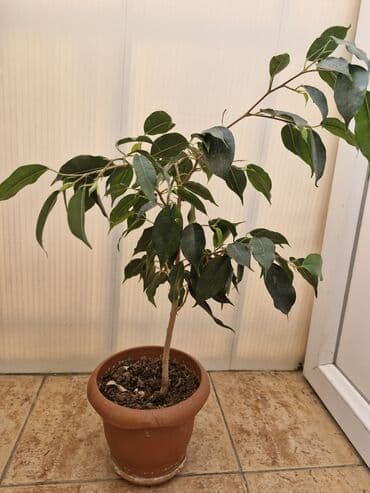 sarmaşiq: Ev bitkiləri. Fialkalar 4 man, sindapsus (sarmaşıq) 3 man, xlorofitum — 3