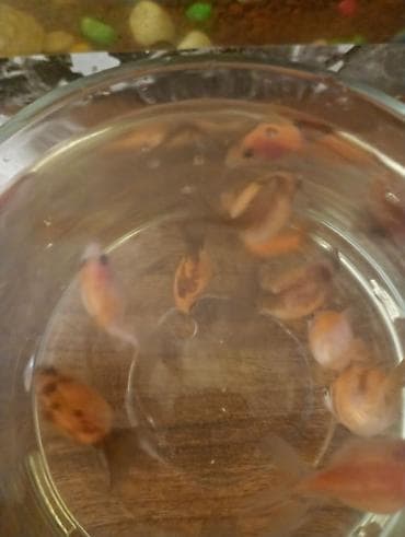 akvarium bitkisi: Qızıl balıq, Sülhsevər — 2