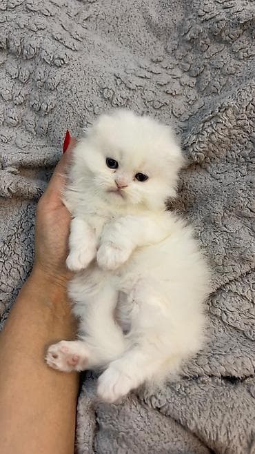 33 günlükdür.Lalafoya baxılmır, yalnız zəng vatsap