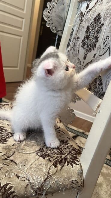 ucuz pişiklər: Şotland — 4