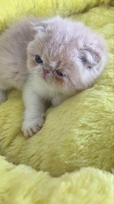 bala keçi: Yumşaq tüklü balaca pişiklər – ev heyvanı axtaranlar üçün ideal seçim! — 8