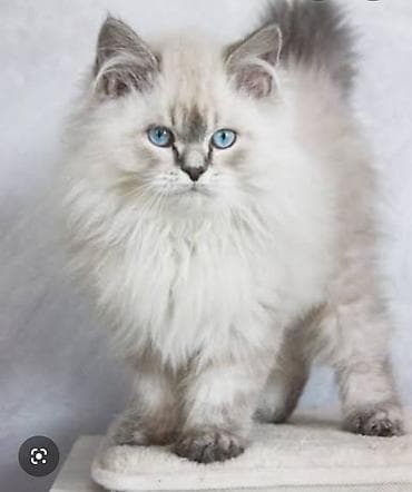 pişiy qumu: Britan, Erkək, Ünvandan götürmə, Ödənişli çatdırılma — 5